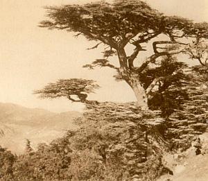 TENIET LA FORET DE TENIET CEDRES SUR LES PENTES DU DJEBEL EL MEDDAD